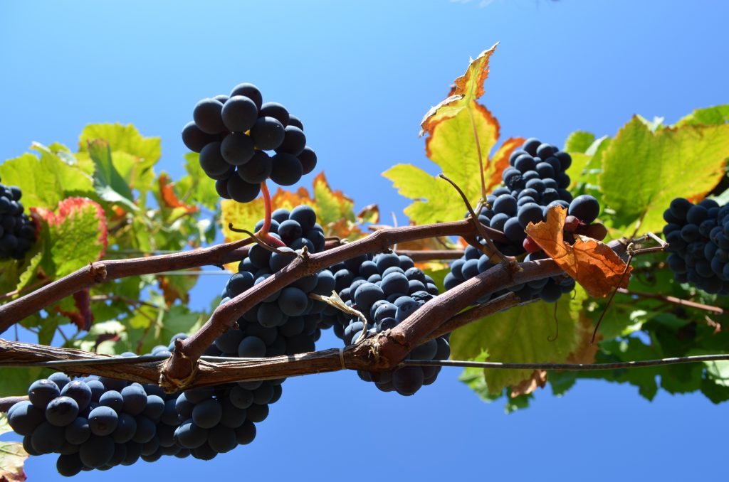 Pinot noir