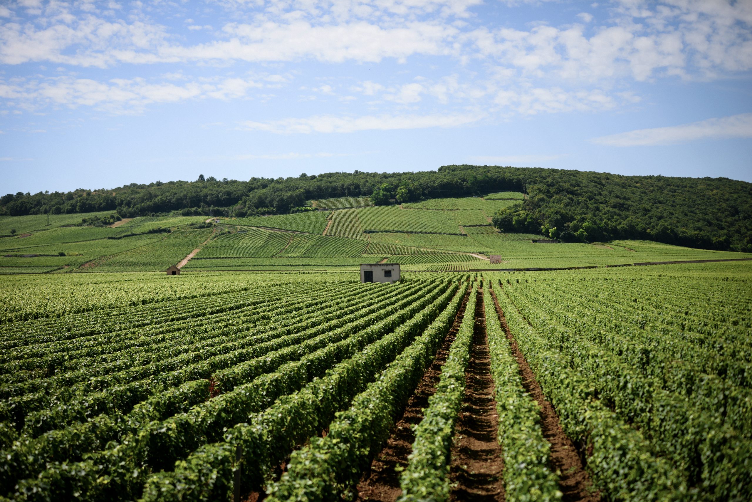 région viticole vignes raisin